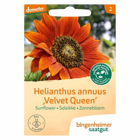 Zonnebloem velvet queen