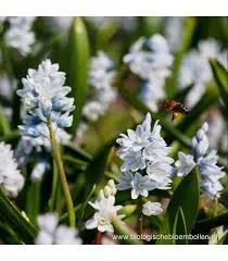 Bloembollen Pushkinia Libanotica op=op