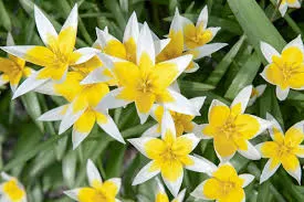 Bloembollen Tulipa Tarda op=op