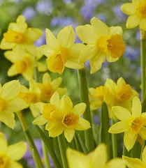 Bloembollen Narcissus Tête-à-Tête op=op